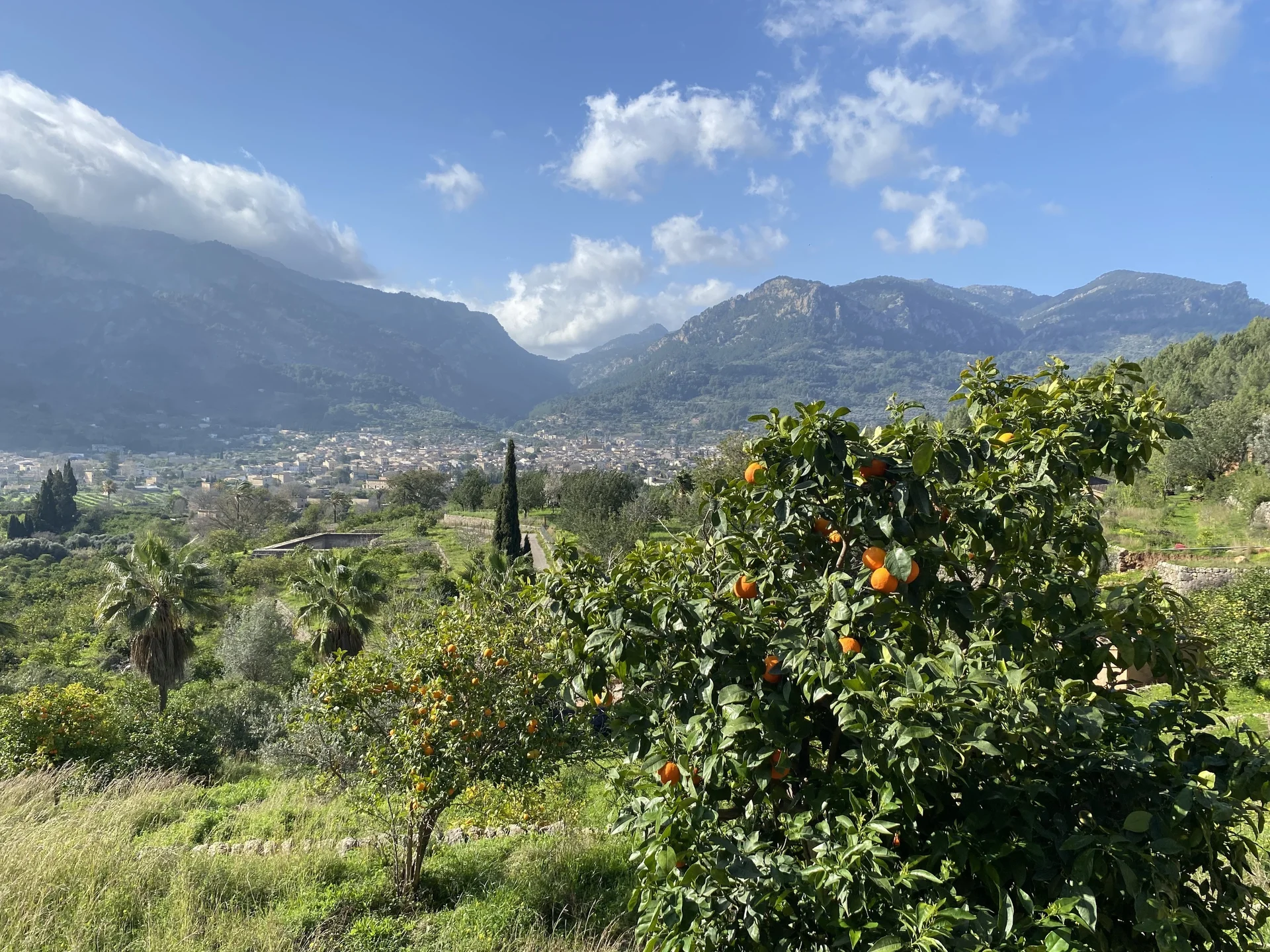 Ein Orangenbaum vor den Bergen Mallorcas | © Joachim Pohl
