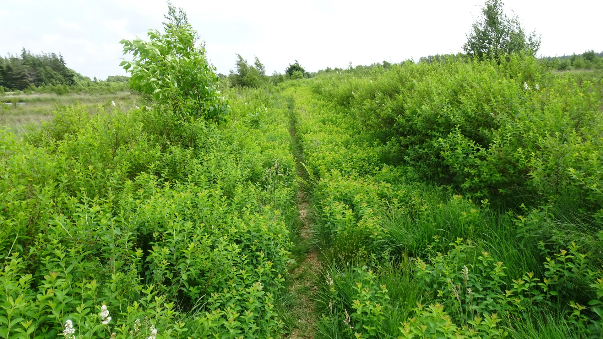 Weg durch das Moor | © Kai Vermehren