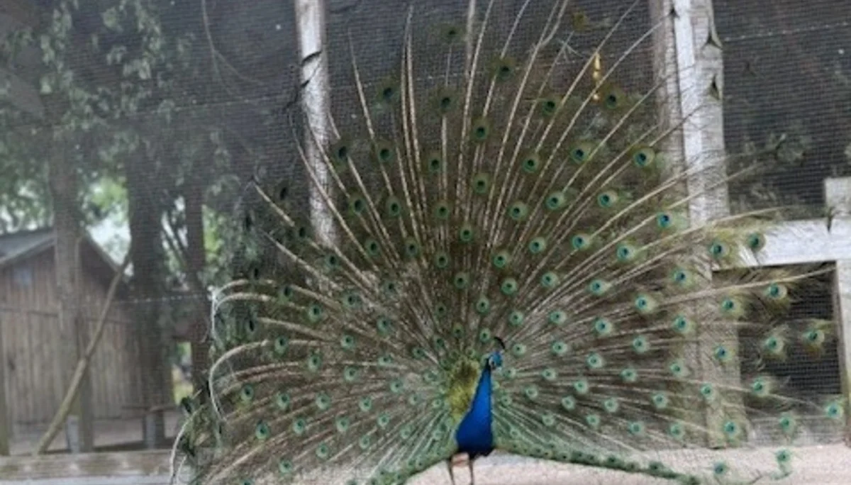 ein Pfau | © Gerhild Schiller
