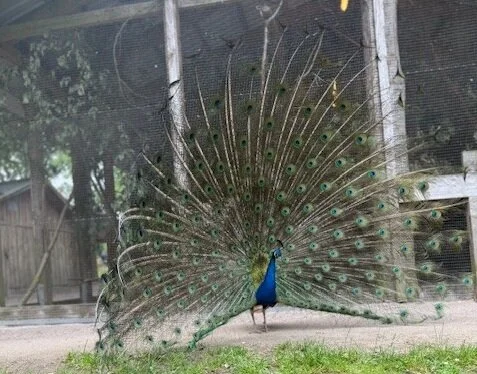 ein Pfau | © Gerhild Schiller