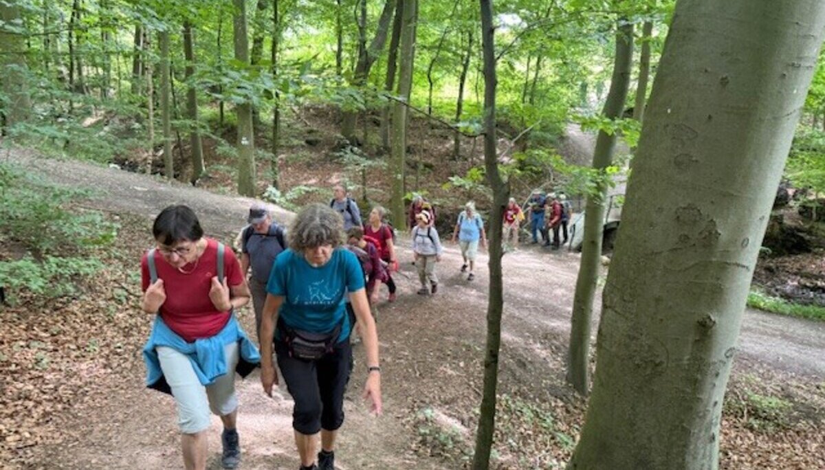 eine Gruppe Wanderer im wald | © Gerhild Schiller