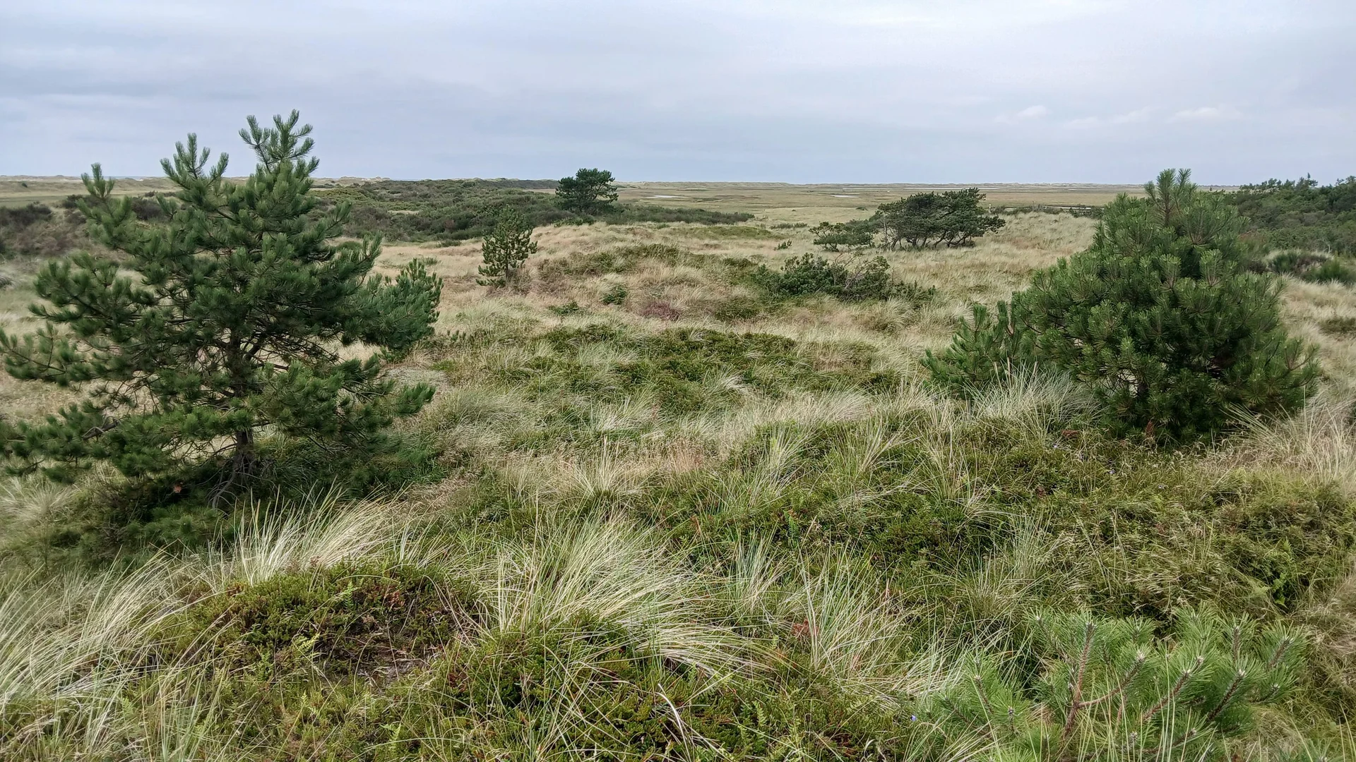 Blick vom höchsten Berg auf Römö | © Kai Vermehren