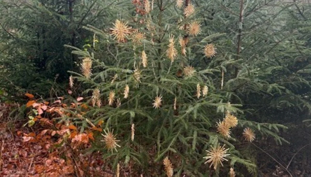 Ein Weihnachtsbaum im Wald | © Gerhild Schiller