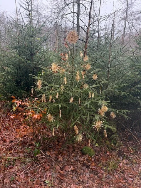 Ein Weihnachtsbaum im Wald | © Gerhild Schiller