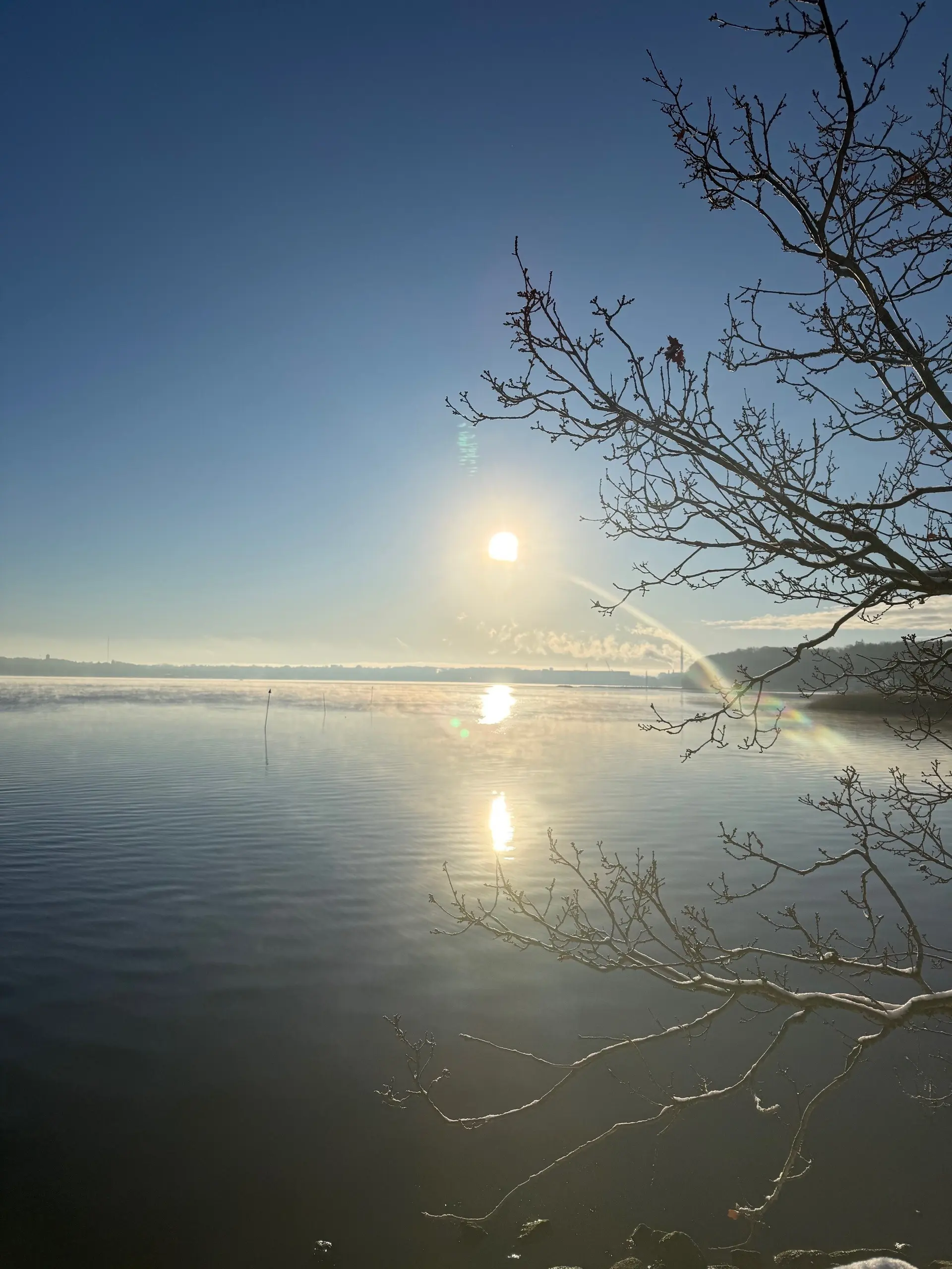 Sonnenaufgang im Winter über der Flensburger Förde. Im Vordergrund ein Baum | © Gerhild Schiller