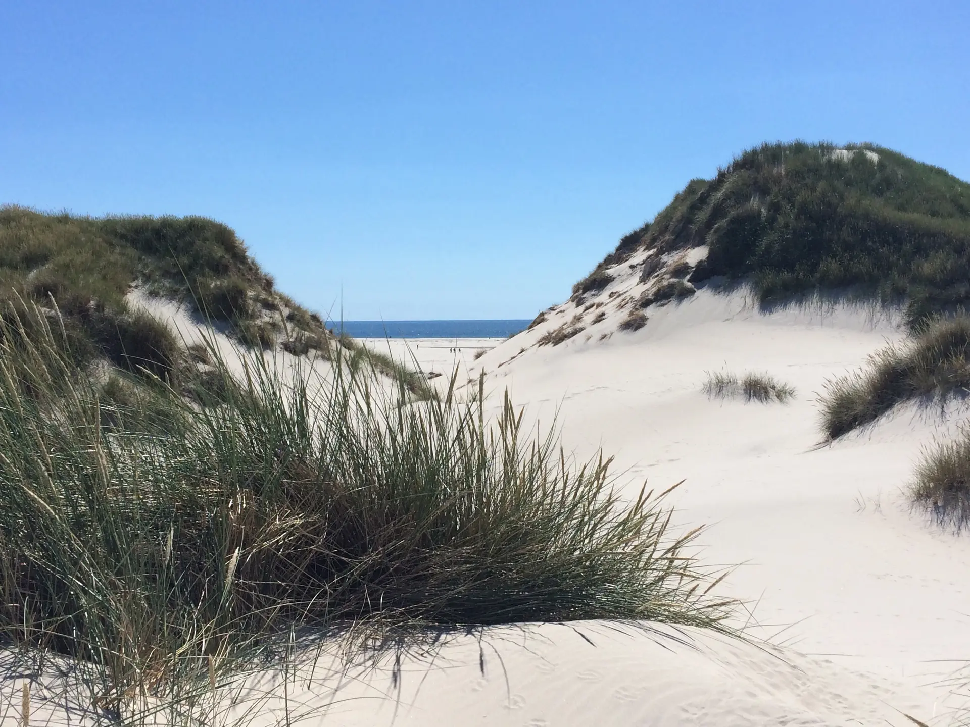 Dünen am Nordseestrand | © DAV Flensburg